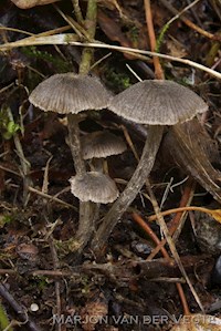 Entoloma pilosum